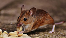 24 Hour & Emergency Exterminators in Halls, PA